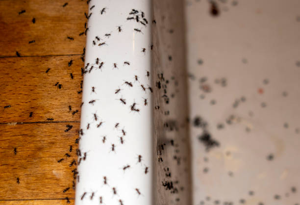 Best Exterminator Services  in Kings Mills, OH
