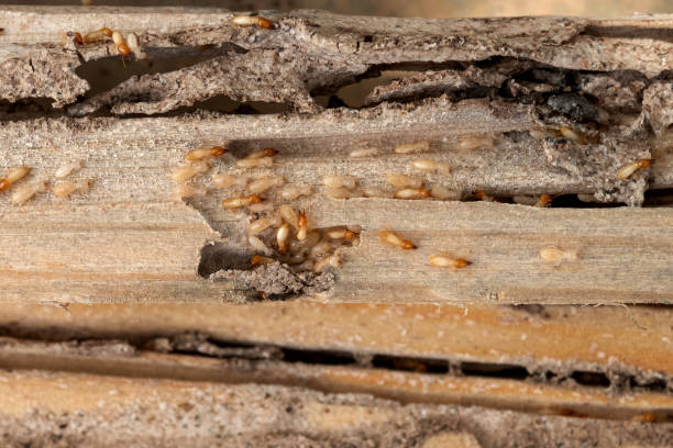 Reliable Kings Mills, OH Pest Control Solutions